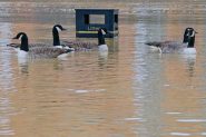 flooding-shutterstock-185x123.jpg