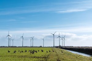 lincolnshire-onshore-wind-turbines-ducks-300x200.jpg