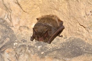 shutterstock_361687544-barbastelle-bat-300x200.jpg